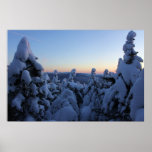 Snow covered spruce at twlight, Green Mountains Print