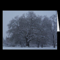 Snow covered tree cards