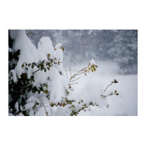 Snow covered tree posters by photosbyjuliemarie Snow covered tree posters