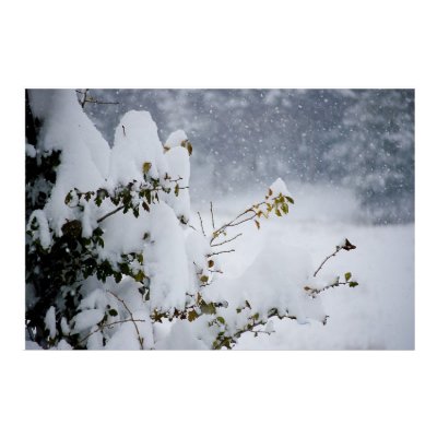 Snow covered tree poster by photosbyjuliemarie