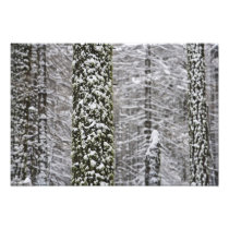 Snow covered tree trunks in Yosemite valley -