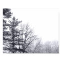 Snow-covered Trees: Horizontal