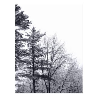 Snow-covered Trees: Vertical