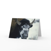 Snow coverered Buffalo Cards