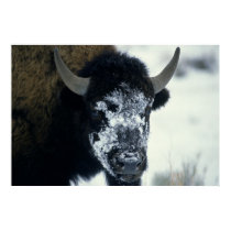 Snow coverered Buffalo posters by MuseMagic Snow coverered Buffalo posters