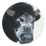 Snow coverered Buffalo Round Stickers