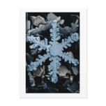 Snow Crystal 2 Postcard