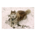 Snow Dog 2 posters