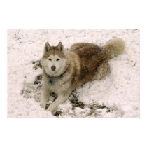 Snow Dog 2 posters