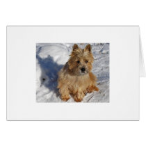 Snow Dog cards