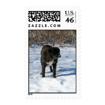 Snow Dog postage by beesplace Snow Dog postage