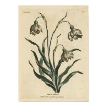 Snow-drop posters