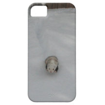 Snow Ferret iPhone 5 Covers