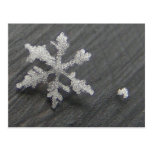 Snow Flake 44 ~ postcard