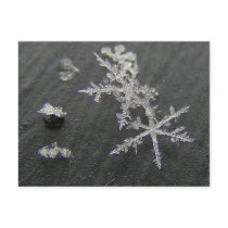 Snow Flake 49 ~ postcard