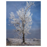 Snow, fog and tree covered with rime ice, Orem, Ut Flyer