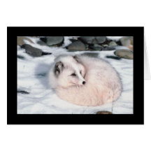 Snow Fox Card