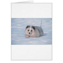 Snow Fox Cards