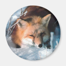 Snow Fox Fridge Magnets