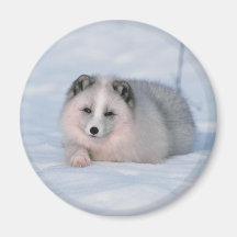 Snow Fox Fridge Magnets