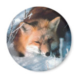Snow Fox magnets