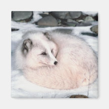 Snow Fox Refrigerator Magnet