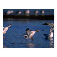 Snow Geese, dropping in Postcard