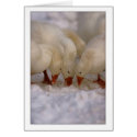 Snow Geese feeding card by churchto12 Snow Geese feeding card