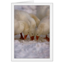 Snow Geese feeding card by churchto12 Snow Geese feeding card