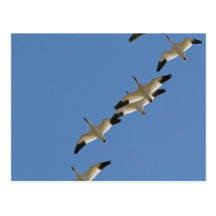 Snow Geese Flying South for the Winter Post Card