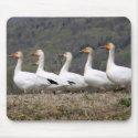 Snow Geese Mousepad