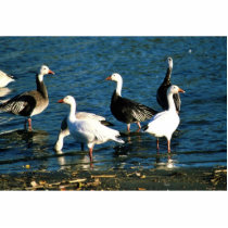 Snow Geese Acrylic Cut Out
