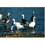 Snow Geese Acrylic Cut Out