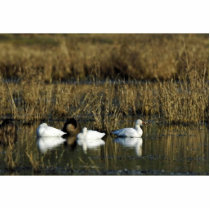 Snow Geese photo sculptures by animalpark Snow Geese photo sculptures