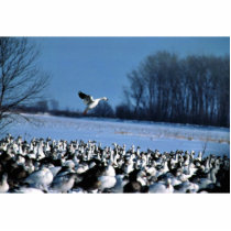 Snow Geese Cut Outs