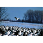Snow Geese Cut Outs