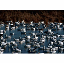 Snow Geese photo sculptures by animalpark Snow Geese photo sculptures