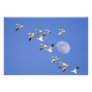 Snow geese take flight at Freezeout Lake NWR