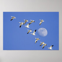 Snow geese take flight at Freezeout Lake NWR