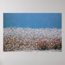 Snow Geese Take Flight! Posters