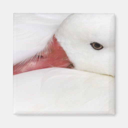 Snow Goose Chen caerulescens), captive in Magnet