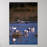 Snow Goose, dropping in Poster