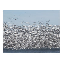 Snow Goose Flock Poster posters by FNolan Snow Goose Flock Poster posters