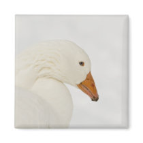 Snow goose magnet by churchto12 Snow goose magnet