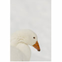 Snow goose magnet photo sculptures by churchto12 Snow goose magnet photo sculptures