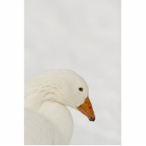 Snow goose magnet photo sculptures by churchto12 Snow goose magnet photo sculptures