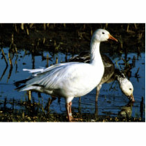 Snow Goose photo sculptures by animalpark Snow Goose photo sculptures