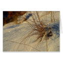 Snow Grass cards by zipflmeister Snow Grass cards