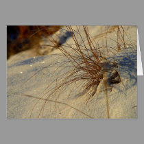 Snow Grass cards