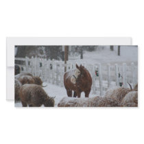 Snow Horse, Merry Christmas! photo cards by GodsglorybyLinda Snow Horse, Merry Christmas! photo cards
